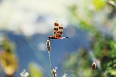 Close-up of bee on plant