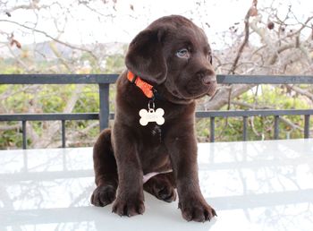 Close-up of dog sitting on tree