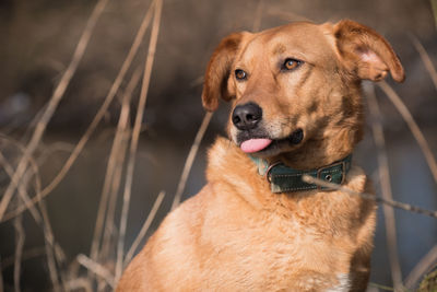 Close-up portrait of dog