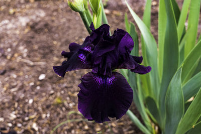 Close-up of purple iris flower on field