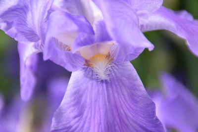 Close-up of purple iris