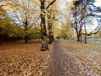 Trees in park during autumn