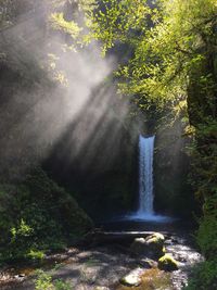 Scenic view of waterfall in forest
