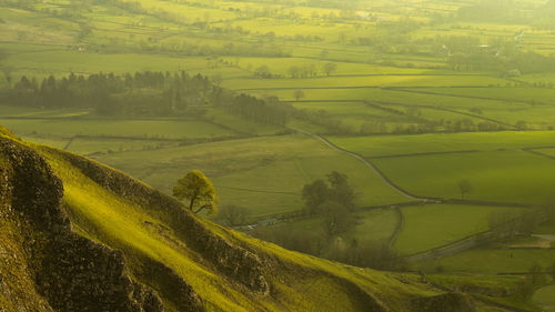 Scenic view of agricultural field