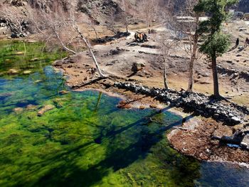 High angle view of snake on rock by trees