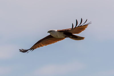 Low angle view of eagle flying in sky