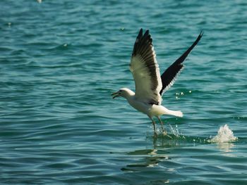 Gray heron flying over water