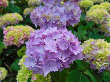 Close-up of purple flowers