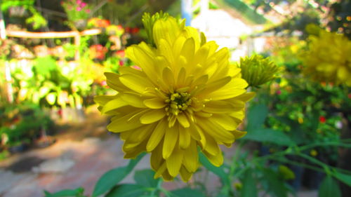 Close-up of yellow flowers