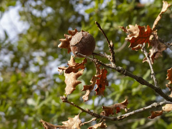 Low angle view of plant growing on tree