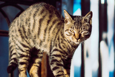 Close-up portrait of cat standing indoors