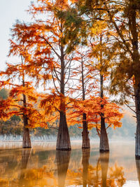 Trees in lake