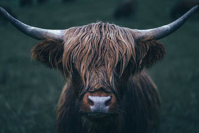 Close-up of cow