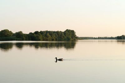 Swans on lake against sky