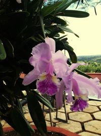 Close-up of pink flowers