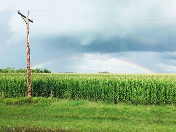 Power line by corn field against cloudy sky with rainbow