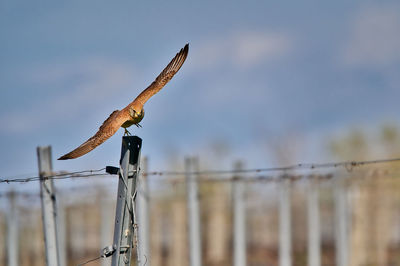 Low angle view of bird flying against sky