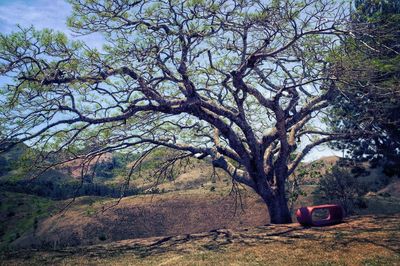 Trees growing on field in forest against sky