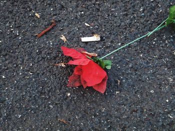 High angle view of red umbrella on road