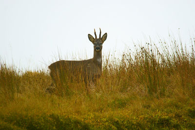 Tranquil scene of grassy field