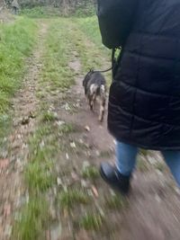 View of a dog running on the ground