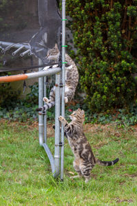 Cat sitting on a field