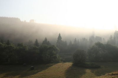 Panoramic view of trees against sky