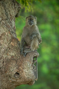 Close-up of monkey sitting on tree trunk