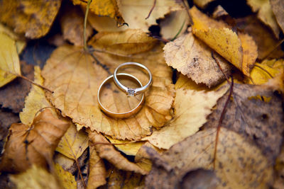 Two wedding golden rings with diamonds lying on autumn orange leaves