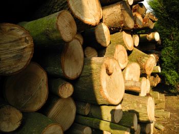 Stack of logs