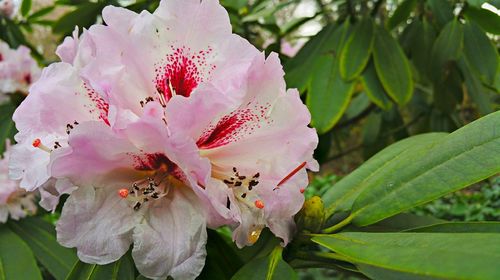 Close-up of pink flower