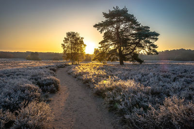 Trees on field against sky during sunset