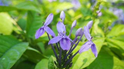 Close-up of purple flowers blooming outdoors