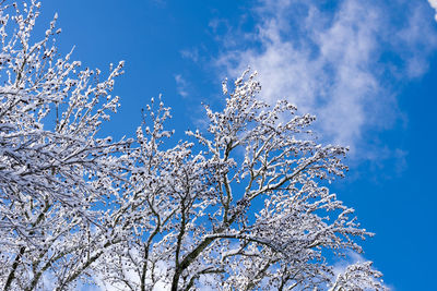 Low angle view of blooming tree against blue sky