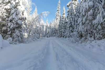 Snow covered road amidst trees against sky