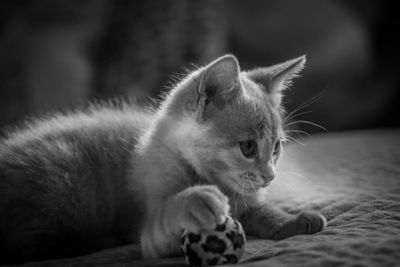 Close-up of a cat looking away