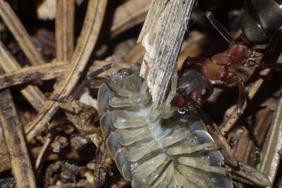 Close-up of crab in water