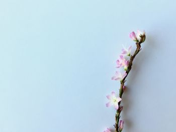 Close-up of pink cherry blossom against white background