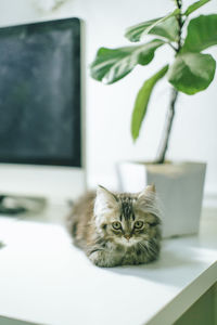 Portrait of cat relaxing on table at home