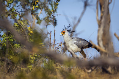 Bird perching on a field