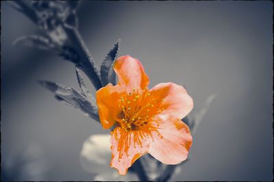 Close-up of yellow flower