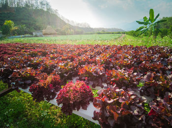 Scenic view of flowering plants on field against sky