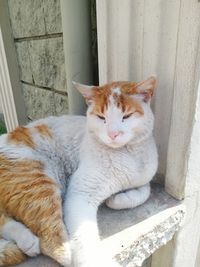 Portrait of cat sitting outdoors