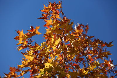 Low angle view of maple tree against blue sky