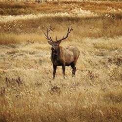 Deer on field