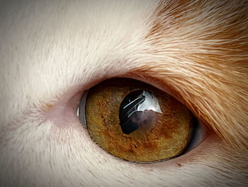 Close-up of cat eye