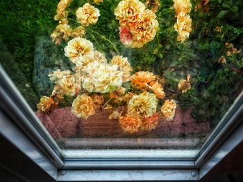 High angle view of flowering plants in glass window