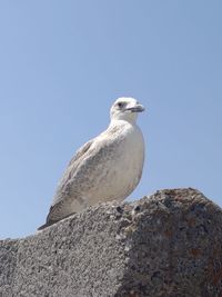Low angle view of seagull perching on rock against clear sky