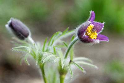 Close-up of purple flowering plant