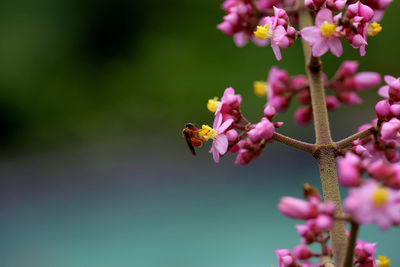 Close-up of bee on pink flowers